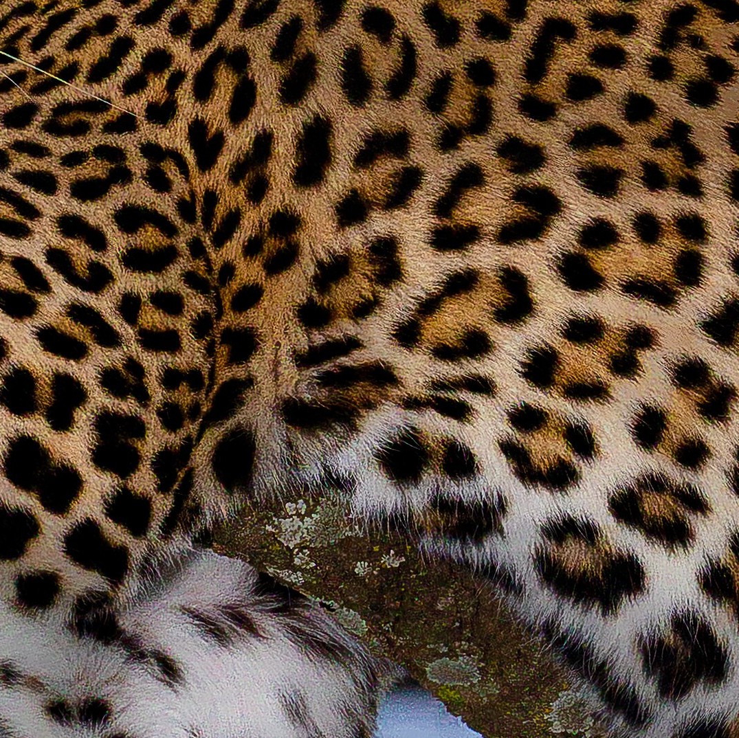 Specimen B